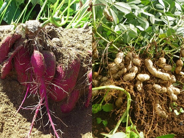 ■【千葉・茨城】秋の味覚を欲張りW狩り!きのこ狩り&落花生又はさつまいも♪【魚市場でマグロ食べ放題】&王道スポット【牛久大仏】へご案内♪2